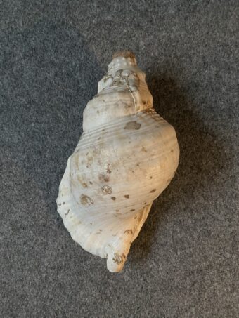 Caracola