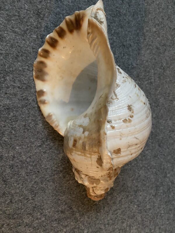 Caracola - Image 3