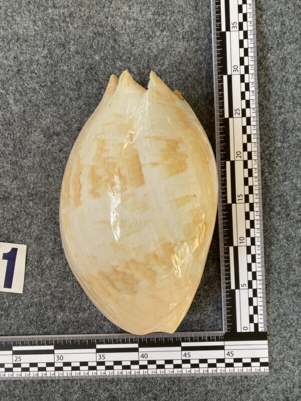 Caracola . - Image 2