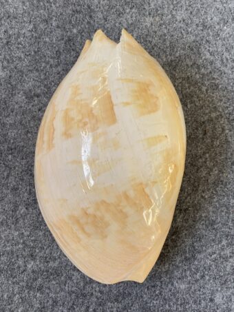 Caracola .