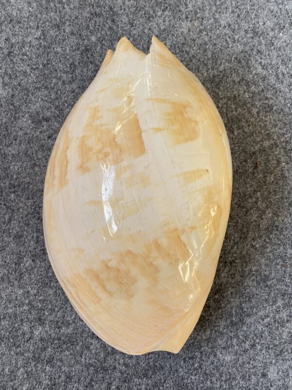 Caracola .