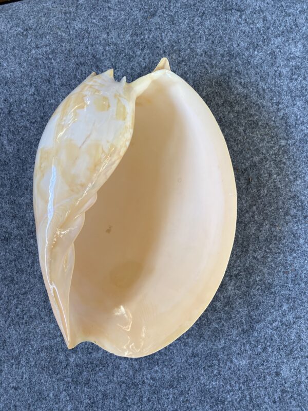 Caracola . - Image 3