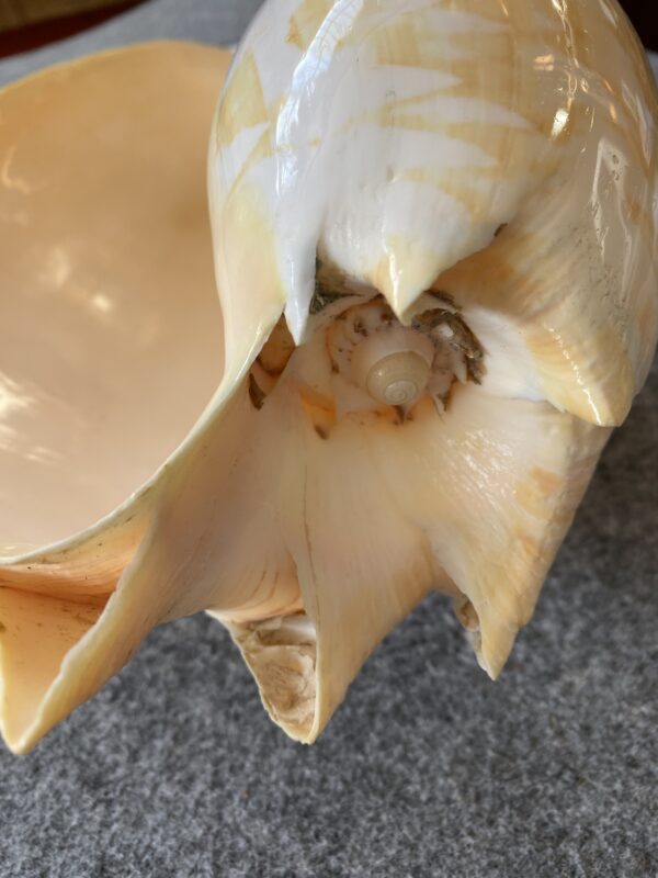 Caracola . - Image 4