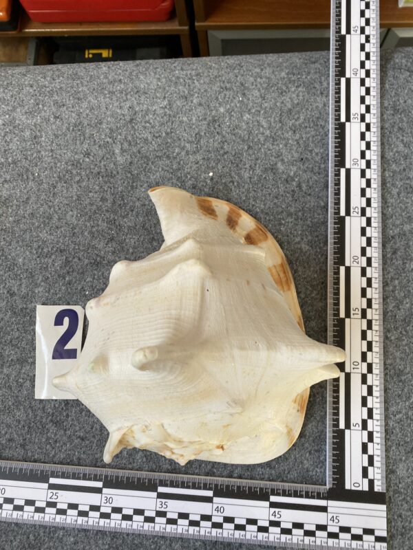 Caracola . - Image 6