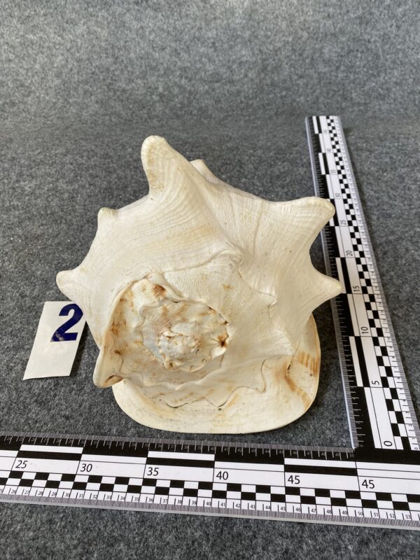 Caracola . - Image 5