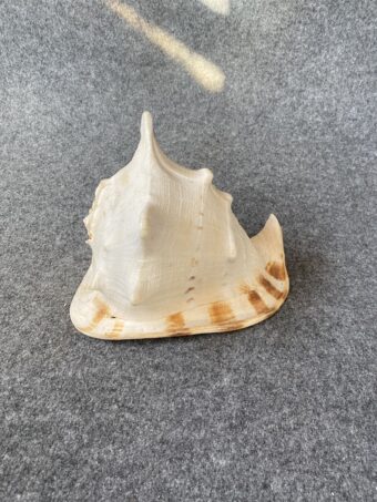 Caracola .