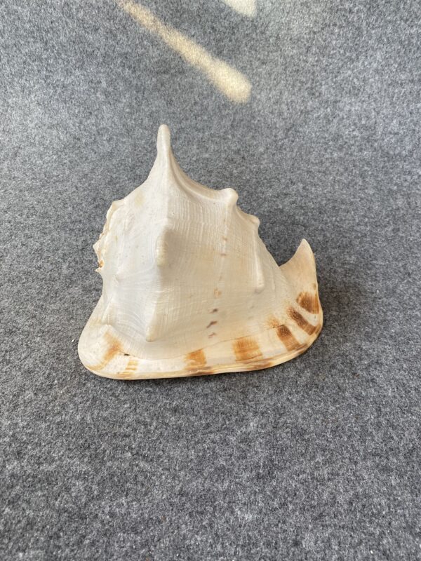 Caracola .