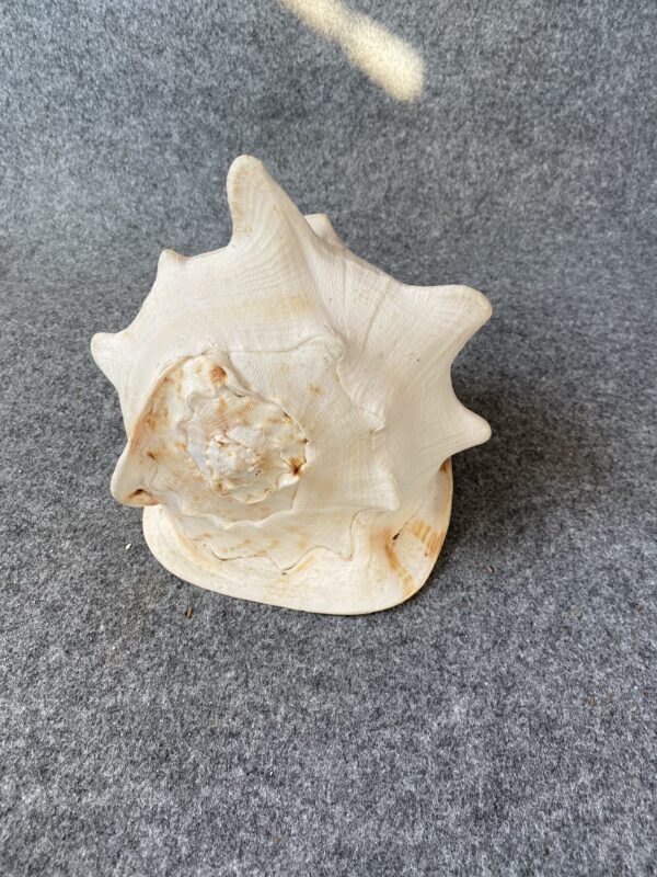 Caracola . - Image 2