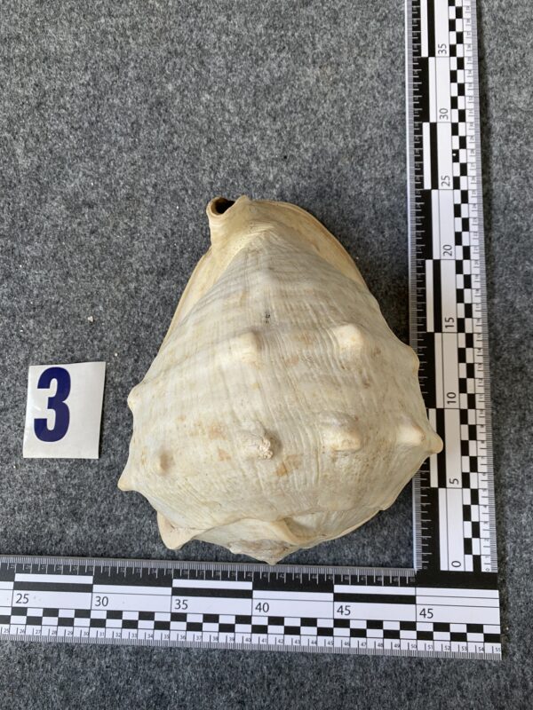 Caracola . - Image 8