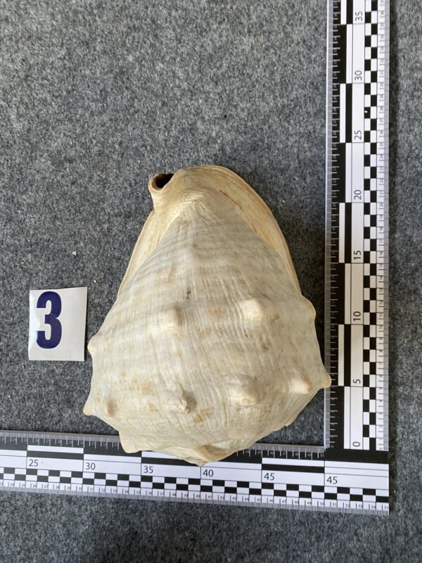 Caracola . - Image 7