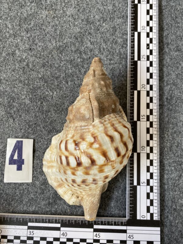 Caracola . - Image 4