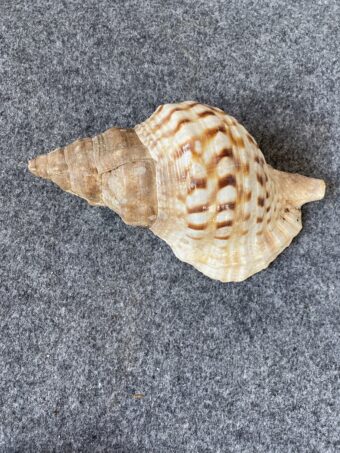 Caracola .