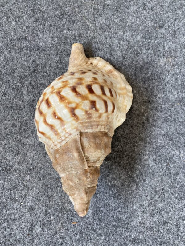 Caracola . - Image 2
