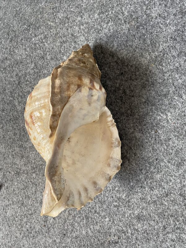 Caracola . - Image 3