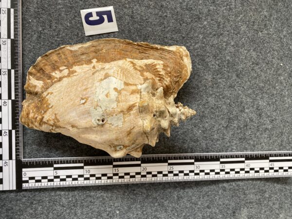 Caracola . - Image 7