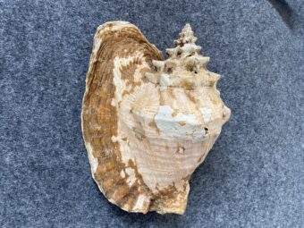 Caracola .