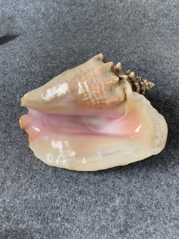 Caracola . - Image 5