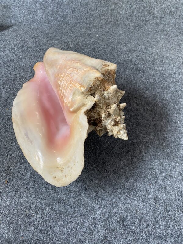 Caracola . - Image 6