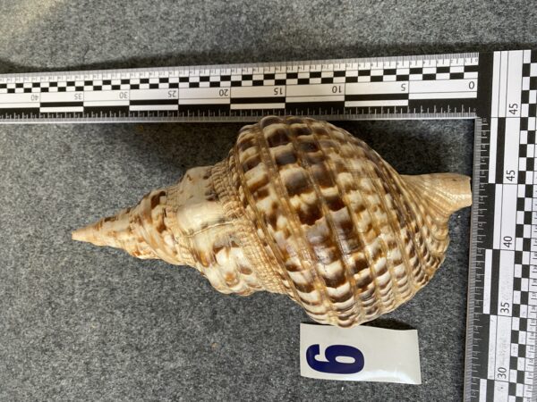 Caracola . - Image 5