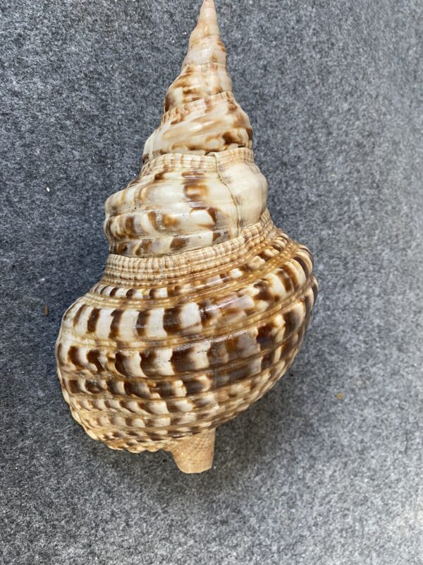 Caracola . - Image 4