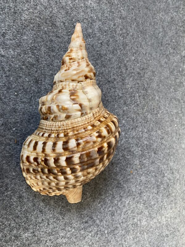 Caracola . - Image 3