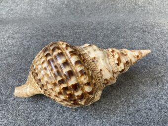 Caracola .
