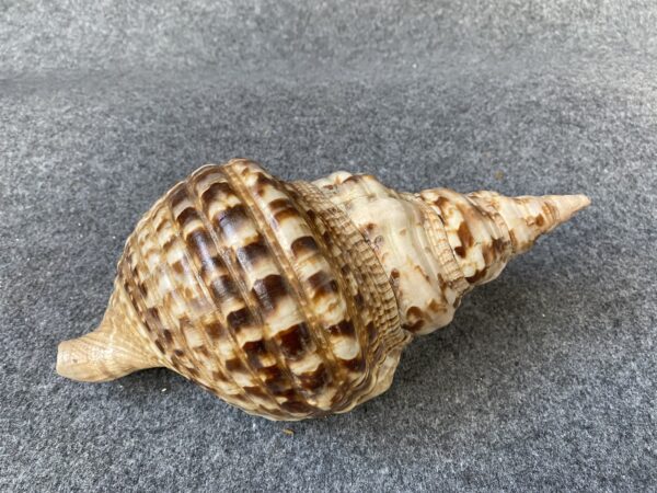 Caracola .